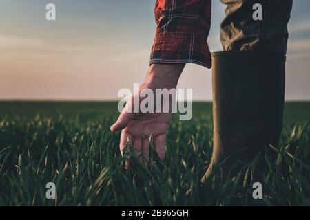 Farmer, der Weizenpflanzen auf dem Weizenrasenfeld untersucht, Nahaufnahme der Hand, die grüne Getreidesprossen berührt, selektiver Fokus Stockfoto