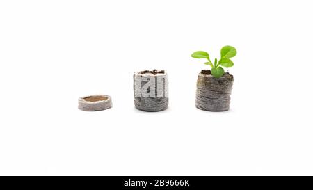 Wie man eine Torftablette verwendet. Torftablette vor und nach. Der Prozess des Pflanzenwachstums in einer Kokosnuss Tablette. Phasen der Verwendung von Torftabletten. Stockfoto