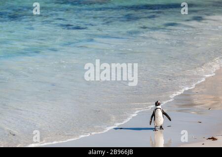 Penguin am Boulders Strand entlang der Küste. Stockfoto