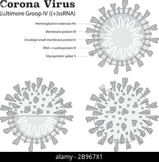 Diagramm der Partikelstruktur Coronavirus 2019-NC0V. Pandemic COVID-19-Mikrobe mit Ausbruch. Das Virus greift die Atemwege an, Infektionen medizinisches Gesundheitsrisiko. Flacher, einfacher Cartoon-Stil Stock Vektor