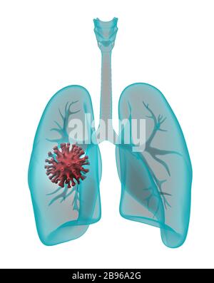 Röntgenlunge mit Coronavirus-Molekül isoliert auf Weiß. 3D-Rendering Stockfoto