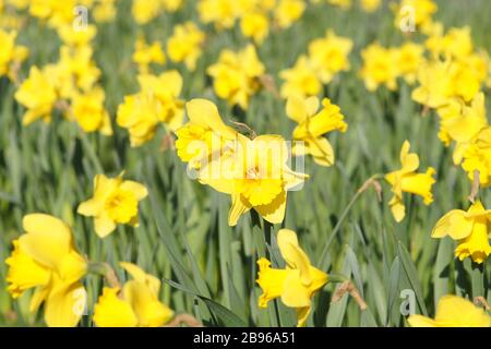 Narzissen in voller Blüte bei dem ersten warmen Wetter 2020. Stockfoto