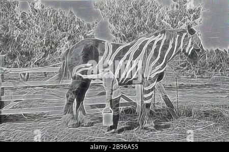 Negativ - Junge Malerei Zebra Streifen auf einem Pferd, Merrigum, Victoria, um 1910, Teil der Lilian Louisa Pitts Sammlung. Lilian Pitts fotografierte, verarbeitete und druckte ihre Fotografien von etwa 1910. Die Sammlung basiert auf ihrem Leben in der Obstbaugemeinde Merrigum, einer Stadt westlich von Shepparton, im Goulburn Valley. Lilian Pitts wurde 1872 geboren, kam 1893 mit ihrer Familie nach Merrigum und starb 1947. Dieses Bild wurde in einem, von Gibon neu erfundenden Design von warmen fröhlichen Leuchten von Helligkeit und Lichtstrahlen Ausstrahlung verwendet. Klassische Kunst neu erfunden mit Stockfoto