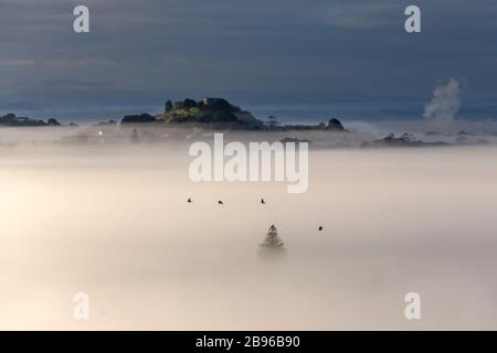 Blick auf Big King (Te Ahi-kā-a-Rakataura) bei Nebel am frühen Morgen, wie vom Mount Albert, Auckland aus zu sehen Stockfoto