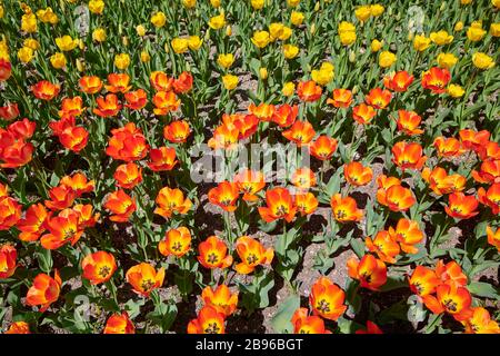 Nahaufnahme des gelben kalifornischen Poppy Stockfoto