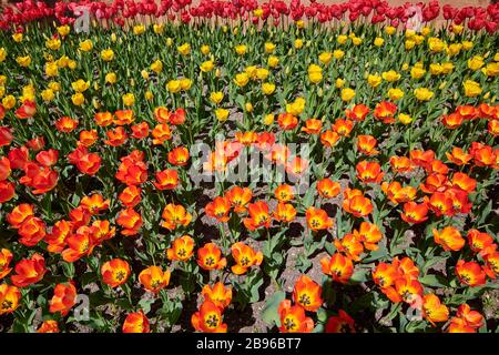 Nahaufnahme des gelben kalifornischen Poppy Stockfoto