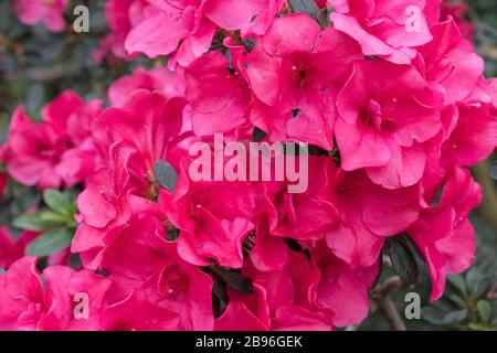 azalea blüht, rot. Blühende violette Azaleen im Wintergarten. Horizontales Nahbild von Rhodendron. Jahreszeit der blühenden Azaleen. Stockfoto