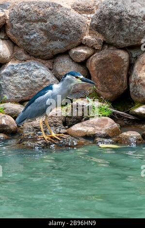 Schwarz gekrönter Nachtreiher (Nycticorax nycticorax) auf Insel im Maui County, Hawaii USA Stockfoto
