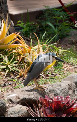 Schwarz gekrönter Nachtreiher (Nycticorax nycticorax) auf Insel im Maui County, Hawaii USA Stockfoto