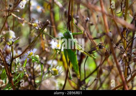 Grüne Heuschrecke auf Gras unter den Schamugen. Große grüne Heuschrecke Rückansicht. Stockfoto