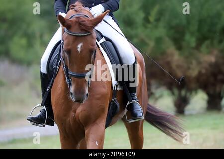 Unbekannte Teilnehmer fahren auf dem Reitplatz auf dem Dressurpferd. Kopfschuss Nahaufnahme eines Dressurpferdes während der Wettkampfveranstaltung Stockfoto