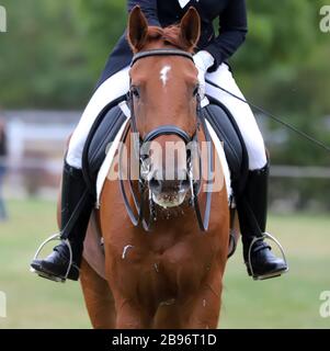 Unbekannte Teilnehmer fahren auf dem Reitplatz auf dem Dressurpferd. Kopfschuss Nahaufnahme eines Dressurpferdes während der Wettkampfveranstaltung Stockfoto