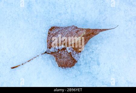 Abstraktes gefrorenes Blatt auf der Schneeoberfläche Stockfoto