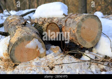 Szene mit frisch gesägten Kiefernholz im Winterwald Stockfoto