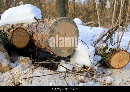 holzstämme unter Schnee im Winterwald Stockfoto