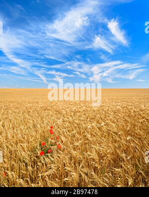 Endloses Gerstenfeld mit Maismohn unter blauem Himmel mit Schleierwolken, Saalekreis, Sachsen-Anhalt, Deutschland Stockfoto