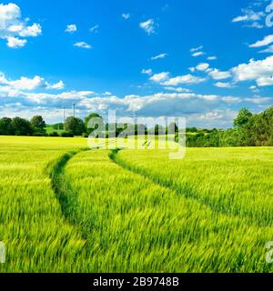 Grünes Gerstenfeld im Frühjahr, blauer Himmel mit Wolken, Windkraftanlagen am Horizont, Saalekreis, Sachsen-Anhalt, Deutschland Stockfoto