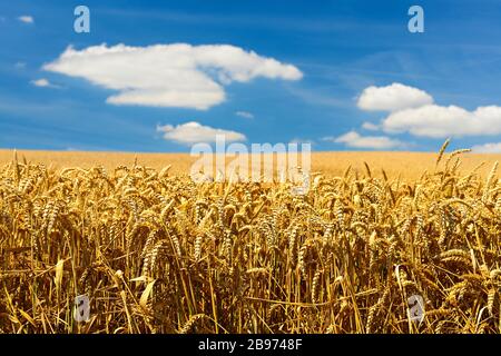 Weizenfeld unter blauem Himmel mit Wolken, Detailansicht, selektive Schärfe, Magnetburger Boerde, Sachsen-Anhalt, Deutschland Stockfoto