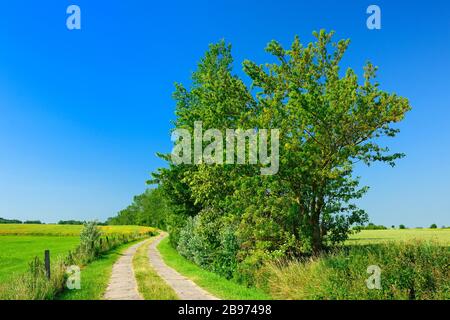 Feldweg durch Kulturlandschaft im Frühjahr, Felder und Wiesen, blauer Himmel, Mecklenburg-Vorpommern, Deutschland Stockfoto