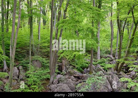 Zerklüftete Felslandschaft im Laubwald mit gemeinen buchen (Fagus sylvatica), Naturschutzgebiet Felsenmeer, Hemer, Nordrhein-Westfalen, Deutschland Stockfoto