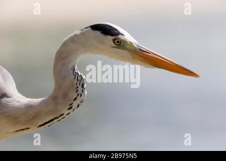 Graureiher, Fischreiher (Ardea cinerea) am Strand, Sommerinsel, Nordmännliches Atoll, Malediven Stockfoto