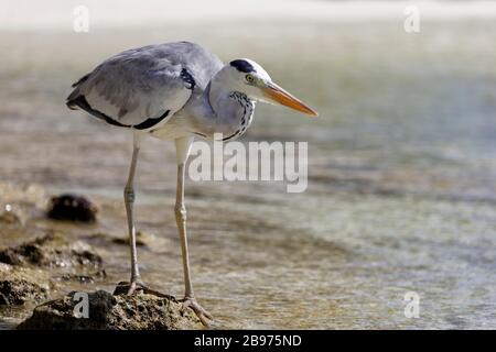 Graureiher, Fischreiher (Ardea cinerea) am Strand, Sommerinsel, Nordmännliches Atoll, Malediven Stockfoto