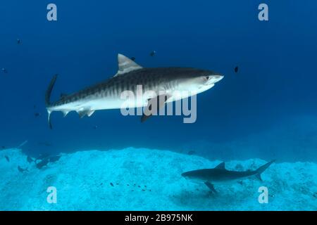 Tiger Shark (Galeocerdo cuvier), Two, Fuvahmulah Island, Gnaviyani oder Nyaviyani Atoll, Malediven Stockfoto