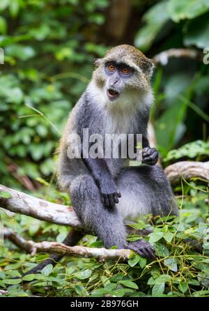 Allein wilder Affe im grünen Wald Stockfoto