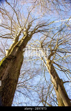 Eine Baumkuppen von zwei buchen im Urwald Sababurg Stockfoto