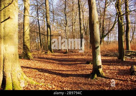 Waldweg im Urwald Sababurg mit zahlreichen buchen und Eichen an einem sonnigen Wintertag Stockfoto