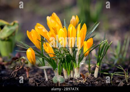 Schöne gelbe Krokusse Blumen im Wald Stockfoto