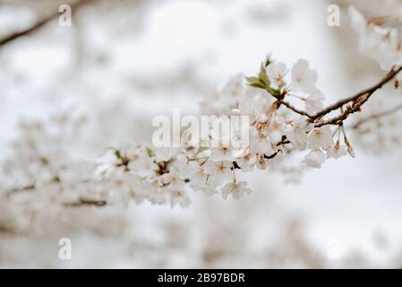 Ein blühender bradford-Birnenbaum Stockfoto