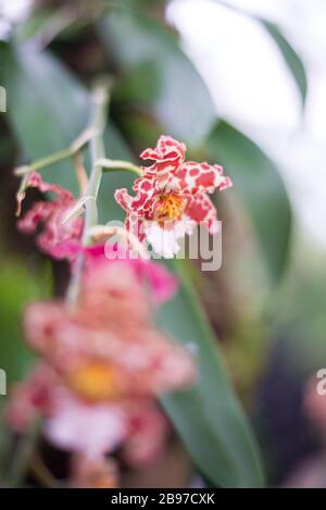 Grammatophyllum Speciosum Tiger Orchid Blumen im Princess of Wales Conservatory, Royal Botanical Gardens at Kew, Richmond, London Stockfoto