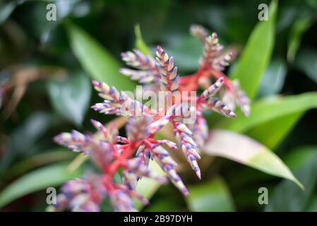 Tropische Pflanzenblumenblüten im Princess of Wales Conservatory, Royal Botanical Gardens at Kew, Richmond, London Stockfoto