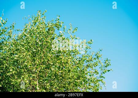 Der niedrige Blick auf das wunderschöne Birkenbaumdach, das im Frühjahr im März blüht, mit frischen Blättern und Knospen - klarer blauer Himmel im Hintergrund Stockfoto