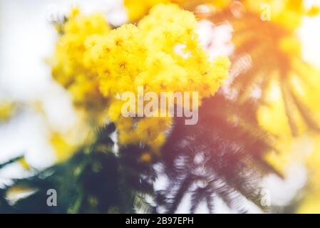 Gelbe Mimosen blühen während der Springzeit im englischen Garten, Großbritannien Stockfoto