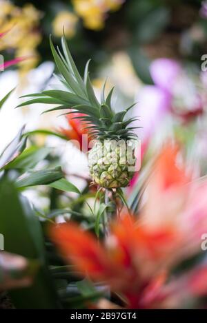 Lebhafte Ananas Comosus mit Ananas und farbenfrohen Blumen im Princess of Wales Conservatory, Royal Botanical Gardens in Kew, Richmond, London Stockfoto