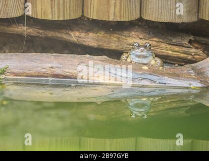 In einem Gartenteich ruhender Frosch, der sich im Wasser widerspiegelt