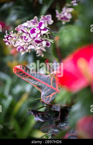 Codiaeum Variegatum Fire Croton Garden Croton Leaf im Princess of Wales Conservatory, Royal Botanical Gardens at Kew, Richmond, London Stockfoto