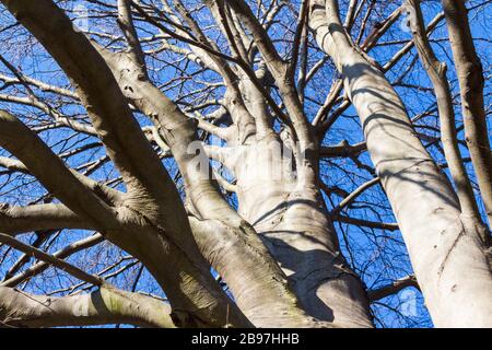 Kupferbuche Fagus sylvatica Purpurea Baum im Frühjahr, Ungarn, Europa Stockfoto