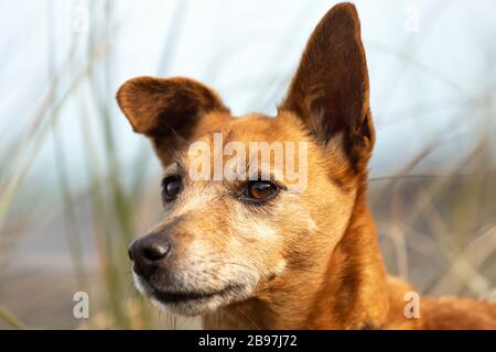 Ein Hund (Jack Russell - Border Terrier Cross) am Karekare Strand in Neuseeland Stockfoto