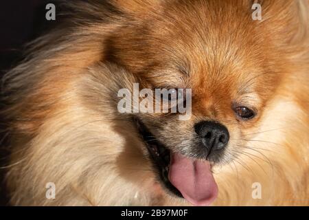 Der alte pomeranische niedliche Hund lächelt und schaut weg Stockfoto