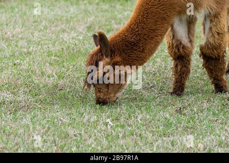 Nahaufnahme des Kopfes und der Vorderbeine eines niedlichen, furchigen, braunen Alpakas mit dem Kopf nach unten und es grast auf dem grünen und braunen Gras, das wächst Stockfoto