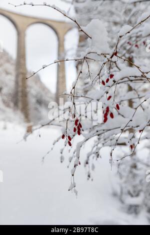 Der Landwasser-Viadukt durch schneebedeckte Äste mit roten Beeren, berühmter Ort in der Schweiz Stockfoto