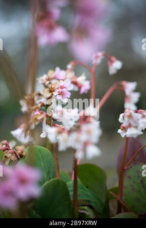 Bergenia Crassifolia Heart Leaved Bergenia Winter-Blooming Elephant Ears Pigsqueak Flowers in den Royal Botanical Gardens in Kew, Richmond, London Stockfoto