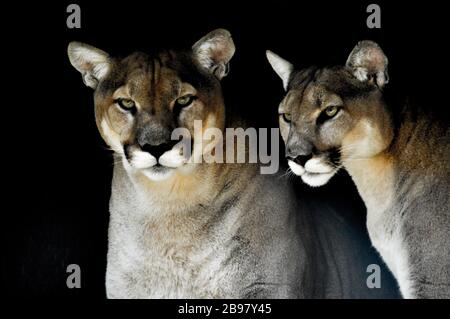 Portrait von auch ein Captive Cougar, Puma bekannt oder Panther in einem Zoo in Südafrika Stockfoto