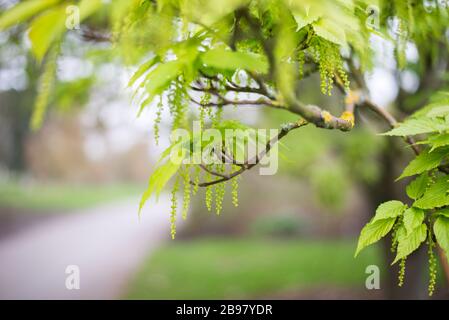 Pollen von Baumzweigen in den Royal Botanical Gardens in Kew, Richmond, London Stockfoto