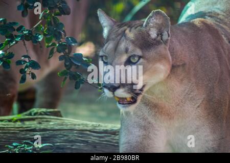Portrait von auch ein Captive Cougar, Puma bekannt oder Panther in einem Zoo in Südafrika Stockfoto