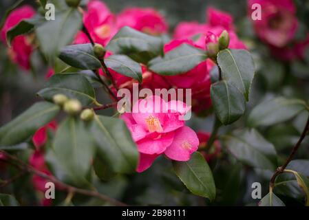 Magenta Rosa Fuchsia Red Camelia Flower im Royal Botanical Gardens in Kew, Richmond, London Stockfoto