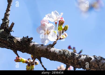 Blüte von Somei-yoshino, Rikugi-en Garden, Bunkyo- Ku, Tokio, Japan Stockfoto
